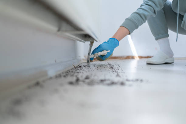 Reliable Sherman, IL Pest Control Solutions